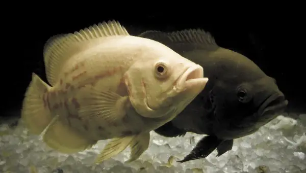 two oscars, an albino and normal colored oscar.  generally oscars can be too aggressive to keep with angelfish