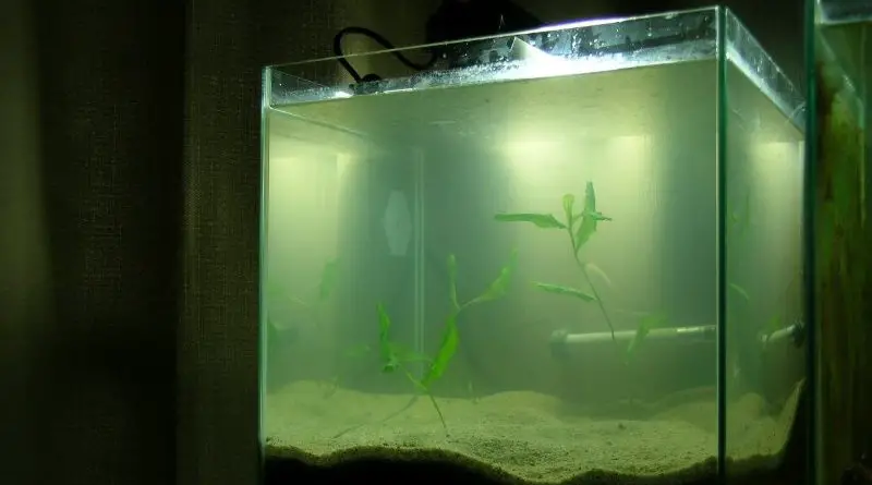 solução de problemas de filtros de tanques de espécies de peixes