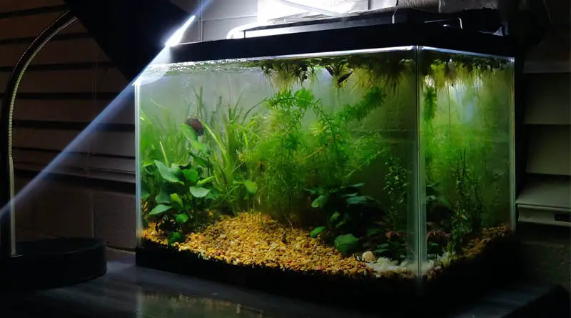Best setup for 10 gallon fish tank 2019