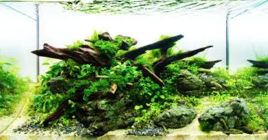aquascaping beginner's guide