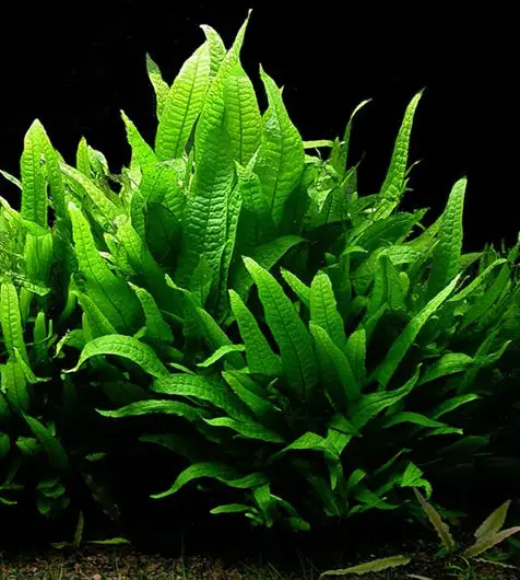 java fern is a hardy plant for aquascaping