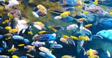 overstocked aquarium