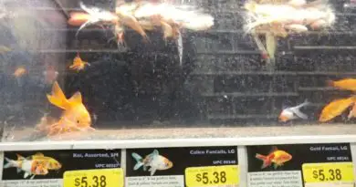 Sick and dead fish at a big box store. It can be difficult to find places to buy healthy fish.