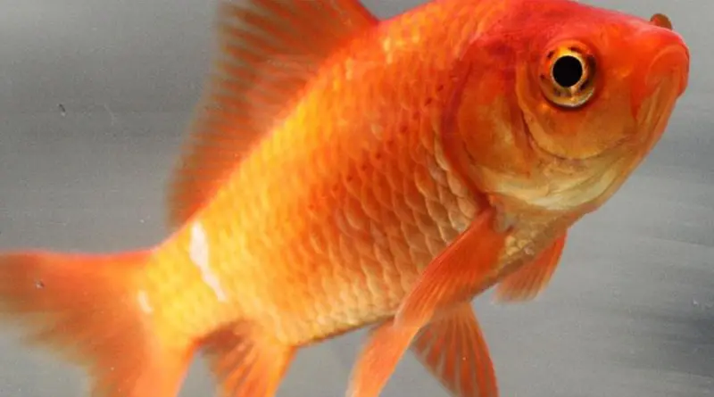 orange goldfish