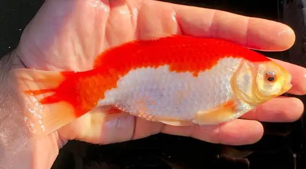 This goldfish shows intense red due to erythrophores. Credit to @lukesgoldies on Instagram.
