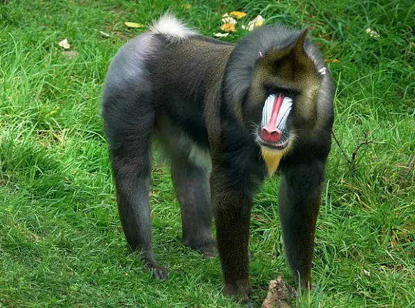 Mandrill or blue nosed baboon