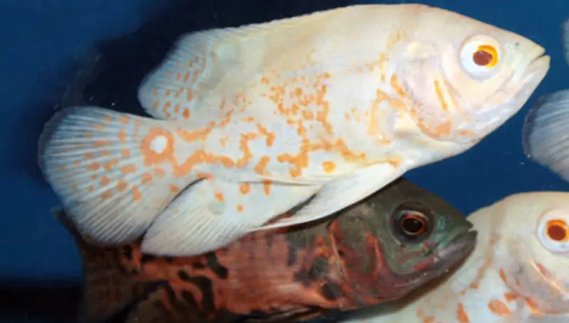 Lutino vs Albino Oscar - What's The Difference? - coolfish.network