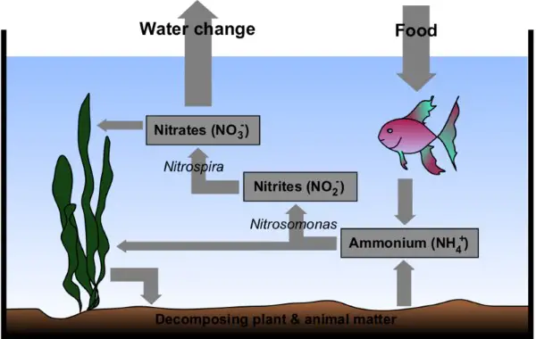 Without a working filter, the nitrogen cycle will slow down significantly in your aquarium.