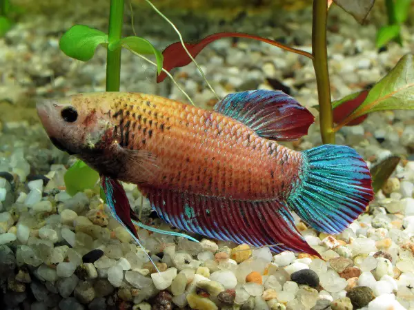 Female betta fish
