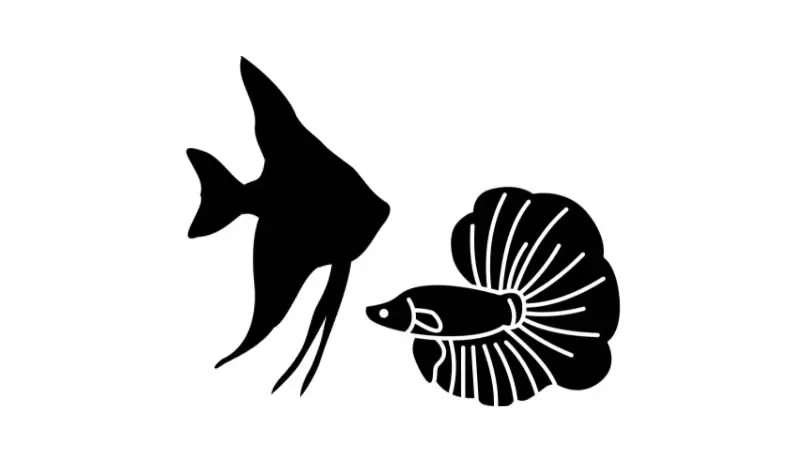 Angelfish And Betta Together? - coolfish.network