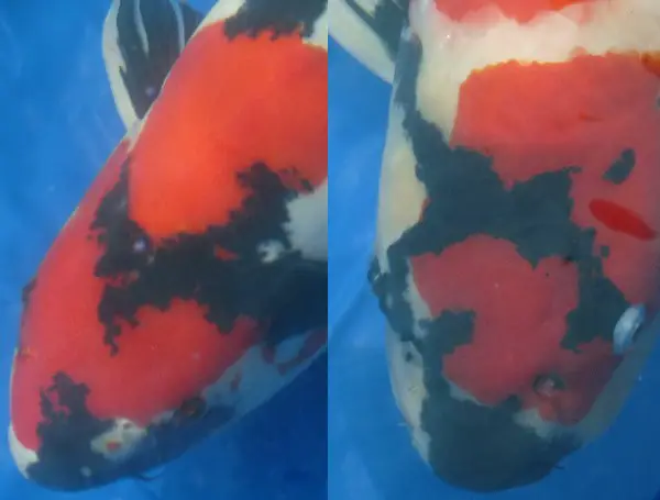 Black on the heads of two showa koi.