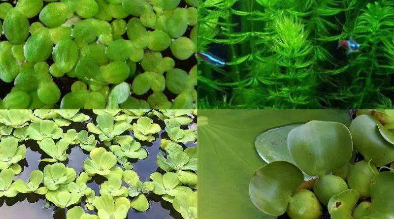 10 Best Aquarium Plants for Goldfish That Will Survive