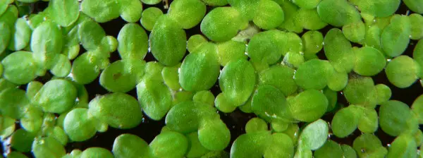 Duckweed can be one of the most problematic floating plants!