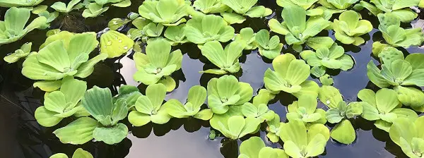 water lettuce floating plant