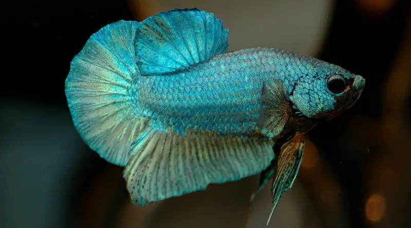types of male betta fish