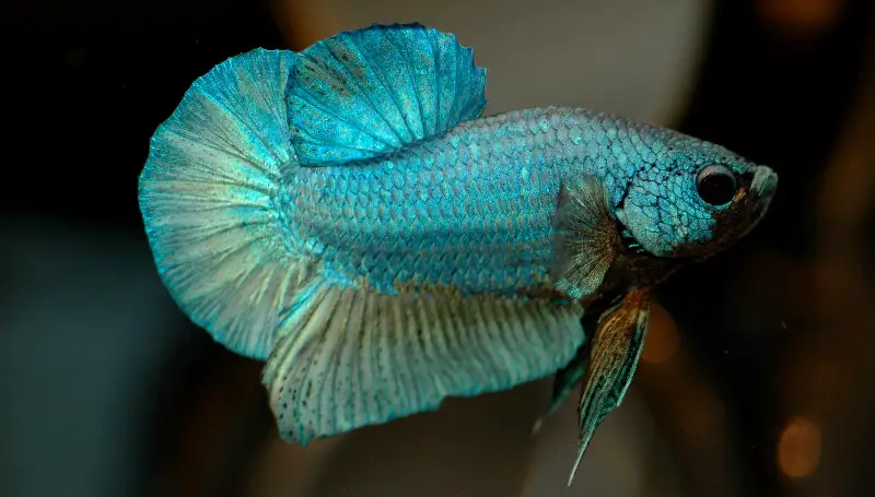 Difference Between Male And Female Betta Fish Coolfish Network