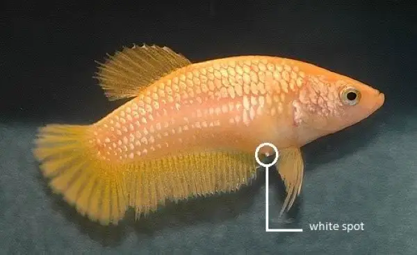 Female betta fish showing clear ovipositor