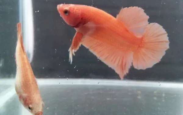 A male and female betta splendens.  Can you spot the difference?