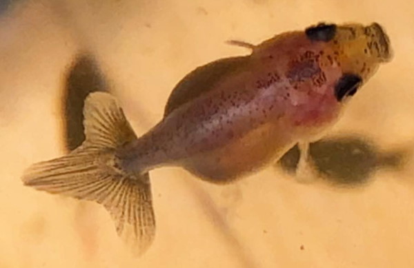 Baby ranchu goldfish voordat hij gekleurd is