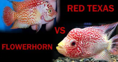 difference between flowerhorn and red texas cichlid