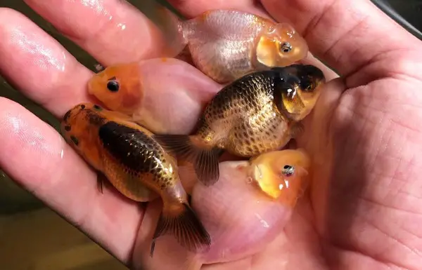 Handful of baby ranchu goldfish