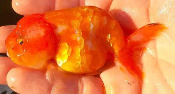 ranchu goldfish with shiny scales