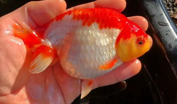 Pez dorado ranchu rojo y blanco