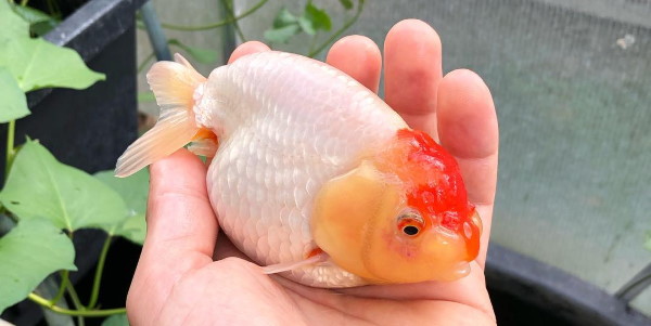 Tancho ranchu peixinho