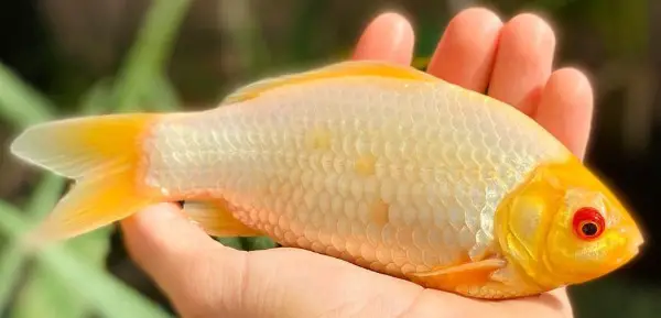 White hibuna goldfish with red eyes