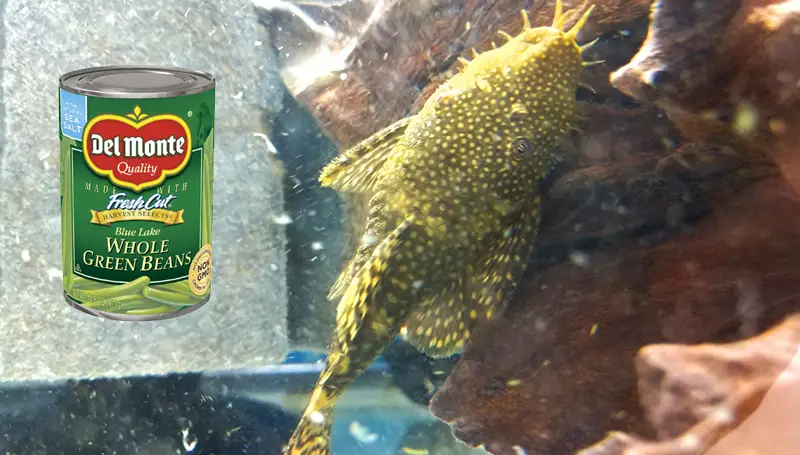 Feeding Green Beans To Bristlenose Plecos (Bushynose Plecos) - coolfish