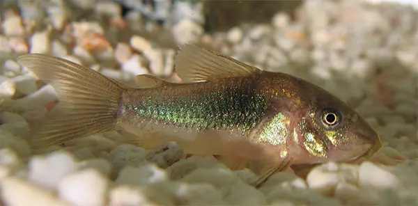 bronze cories are the easiest cory catfish to keep