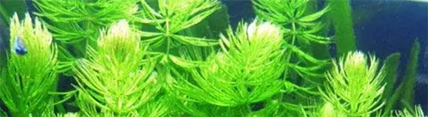 You can use floating plants in a bare bottom aquarium.