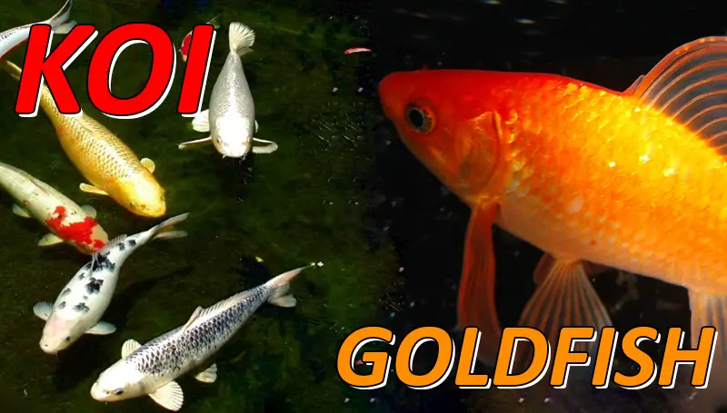 Are Goldfish And Koi Related? - coolfish.network