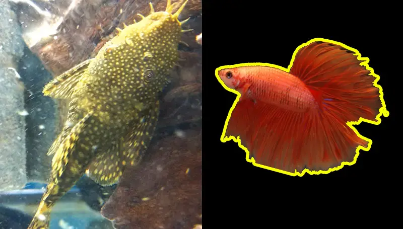 Bristlenose Pleco And Betta Fish Tank Mates - coolfish.network