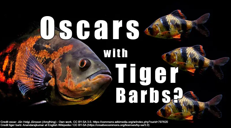 Oscars With Tiger Barbs As Tank Mates - coolfish.network