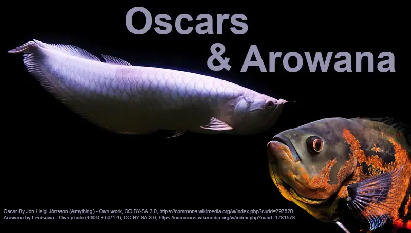 Oscars With Arowana  Tank Mates coolfish network