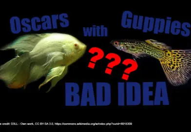Keeping Oscars With Guppies: A Bad Idea!