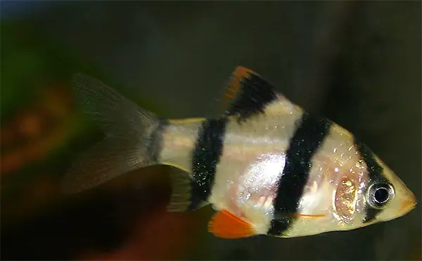 tiger barbs are too small to be kept with oscars
