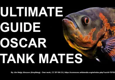 Oscar Tank Mates: Ultimate Guide