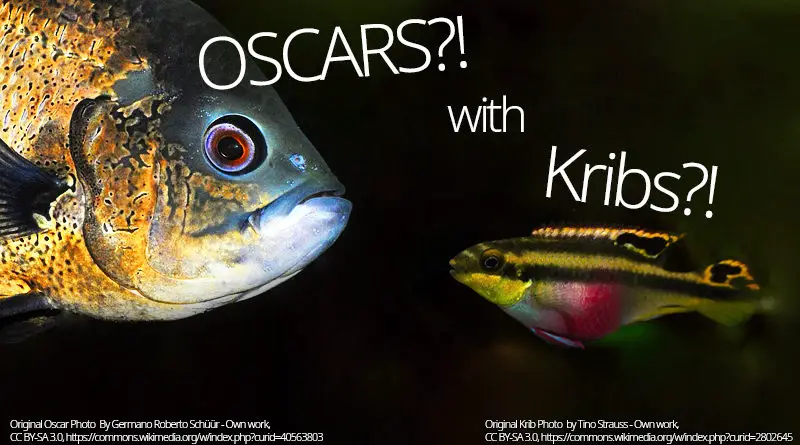 Oscars And Kribs Tank Mates