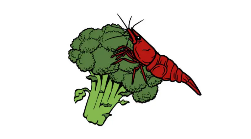 Can You Feed Broccoli to Cherry Shrimp?