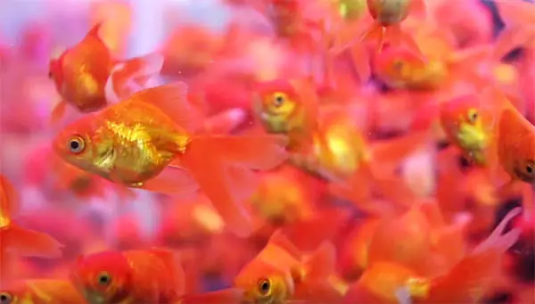 overstocked goldfish at a store